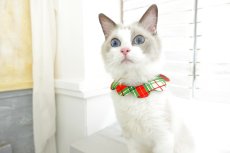 画像3: クリスマスチェック /猫のスタイ首輪/シングル衿【ショートタイプ】 (3)