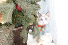 画像5: クリスマスチェック /猫のスタイ首輪/シングル衿【ロングタイプ】 (5)