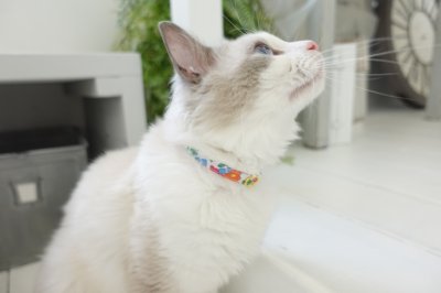 画像2: エアリー首輪・LIBERTY Fabrics・リバティ・ファブリックス猫首輪・Betsy star（ベッツィスター）ピンク＆レッド/パール