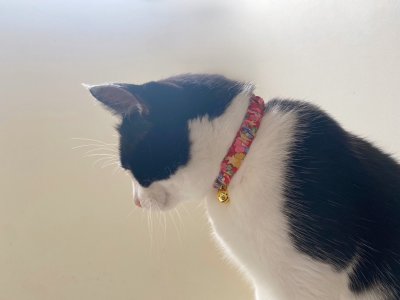 画像2: エアリーシュシュ・LIBERTYファブリック・シュシュ猫首輪・Betsy Sta（ベッツィスター）ホワイト/パール