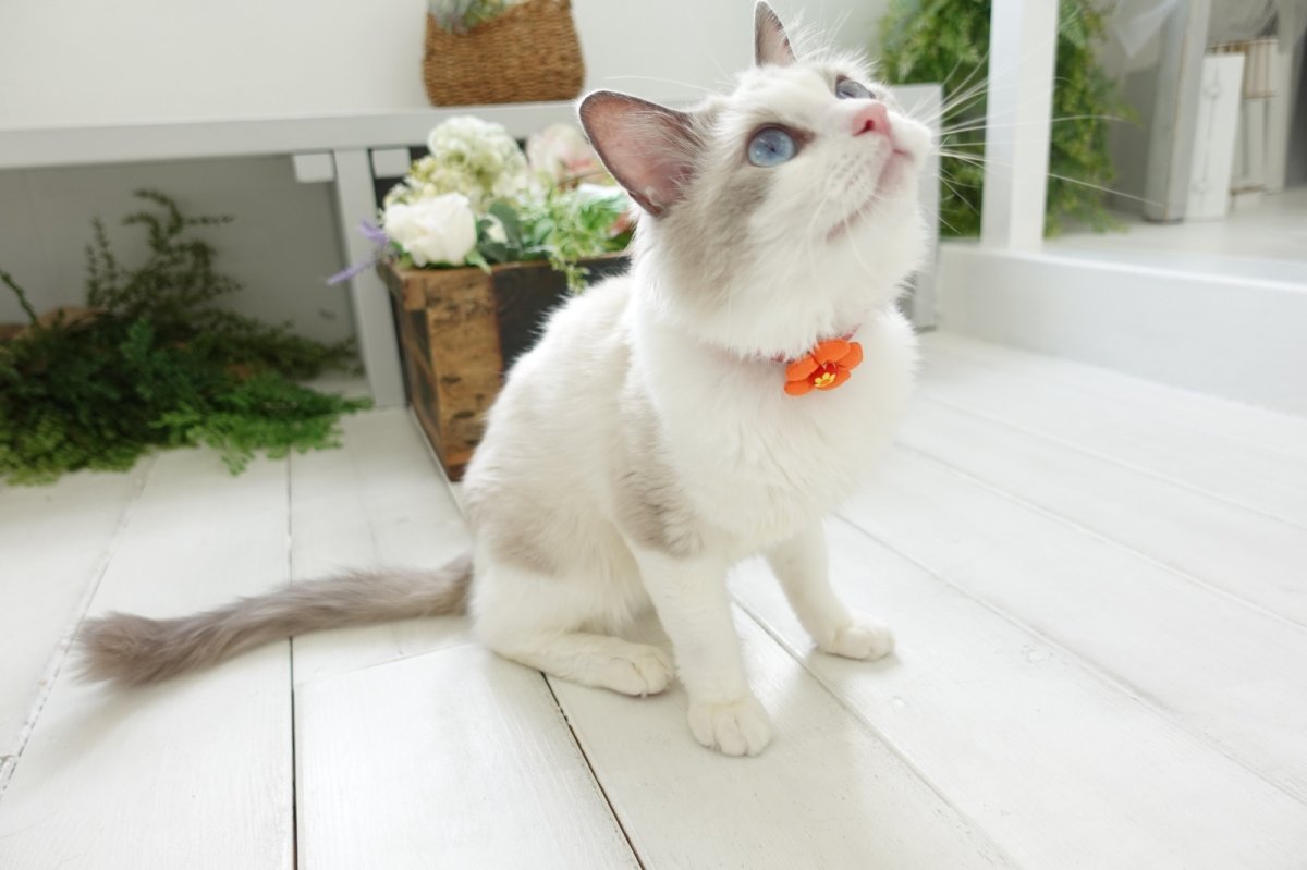 画像7: レトロフラワー・お花モチーフ首輪(赤首輪×オレンジ花びら) (7)