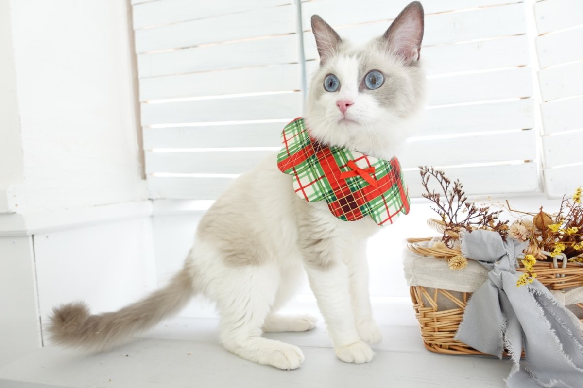 画像3: クリスマスチェック /猫のスタイ首輪/シングル衿【ロングタイプ】 (3)