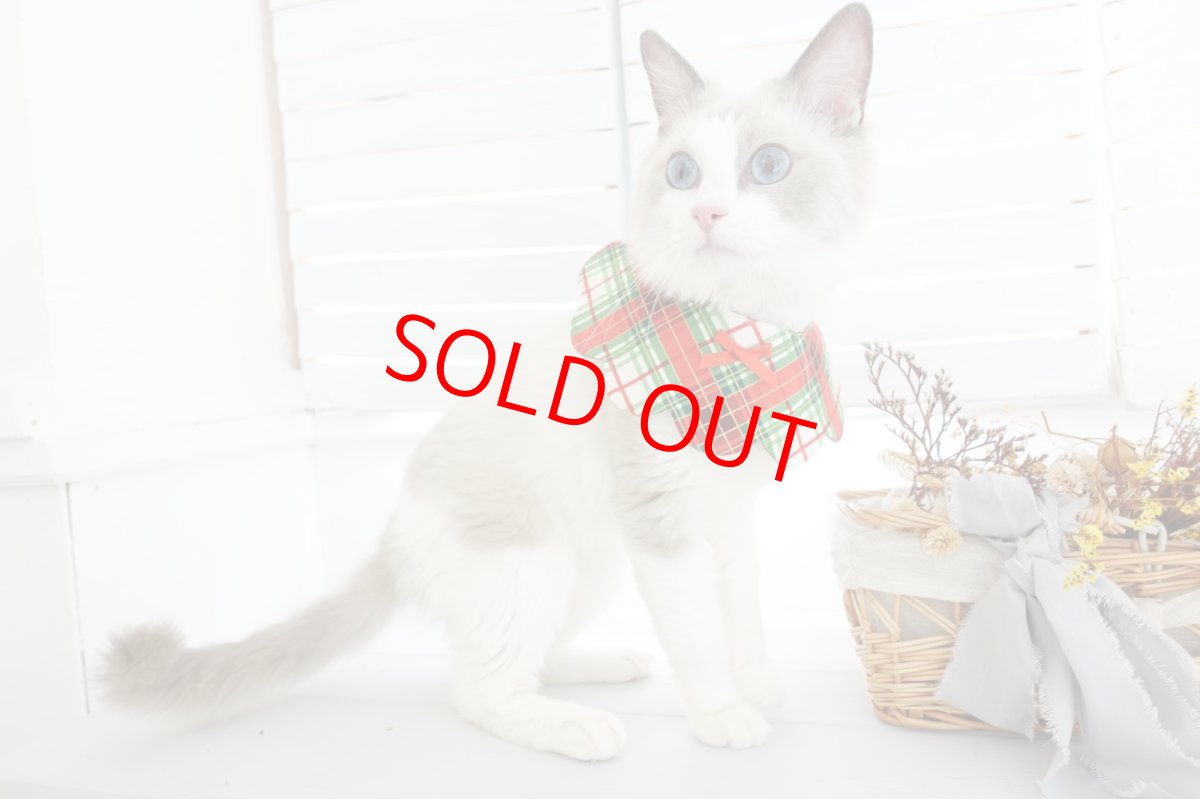 画像3: クリスマスチェック /猫のスタイ首輪/シングル衿【ロングタイプ】 (3)