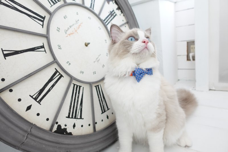 画像1: Nonbillieオリジナルボーダー柄・リボン首輪/ドット柄(オレンジ×ベージュ×水色)