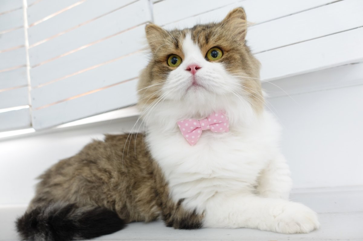 画像2: Nonbillieオリジナルボーダー柄・リボン首輪(ピンク×グリーン×クリームイエロー) (2)