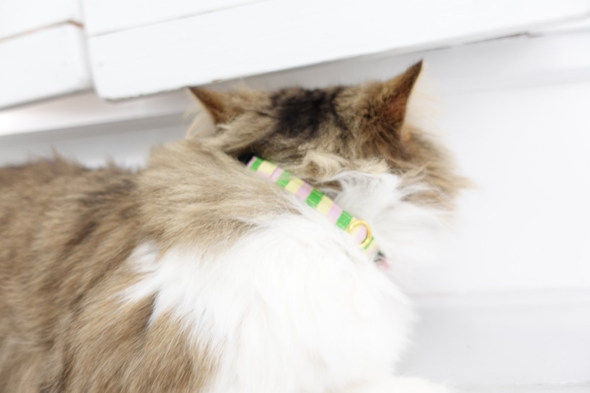 画像4: Nonbillieオリジナルボーダー柄・リボン首輪(ピンク×グリーン×クリームイエロー) (4)