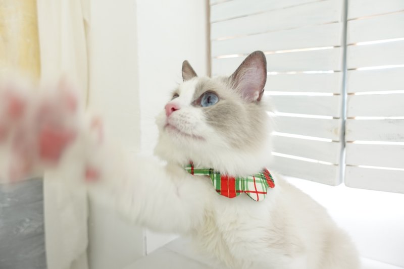 画像2: クリスマスチェック /猫のスタイ首輪/シングル衿【ショートタイプ】