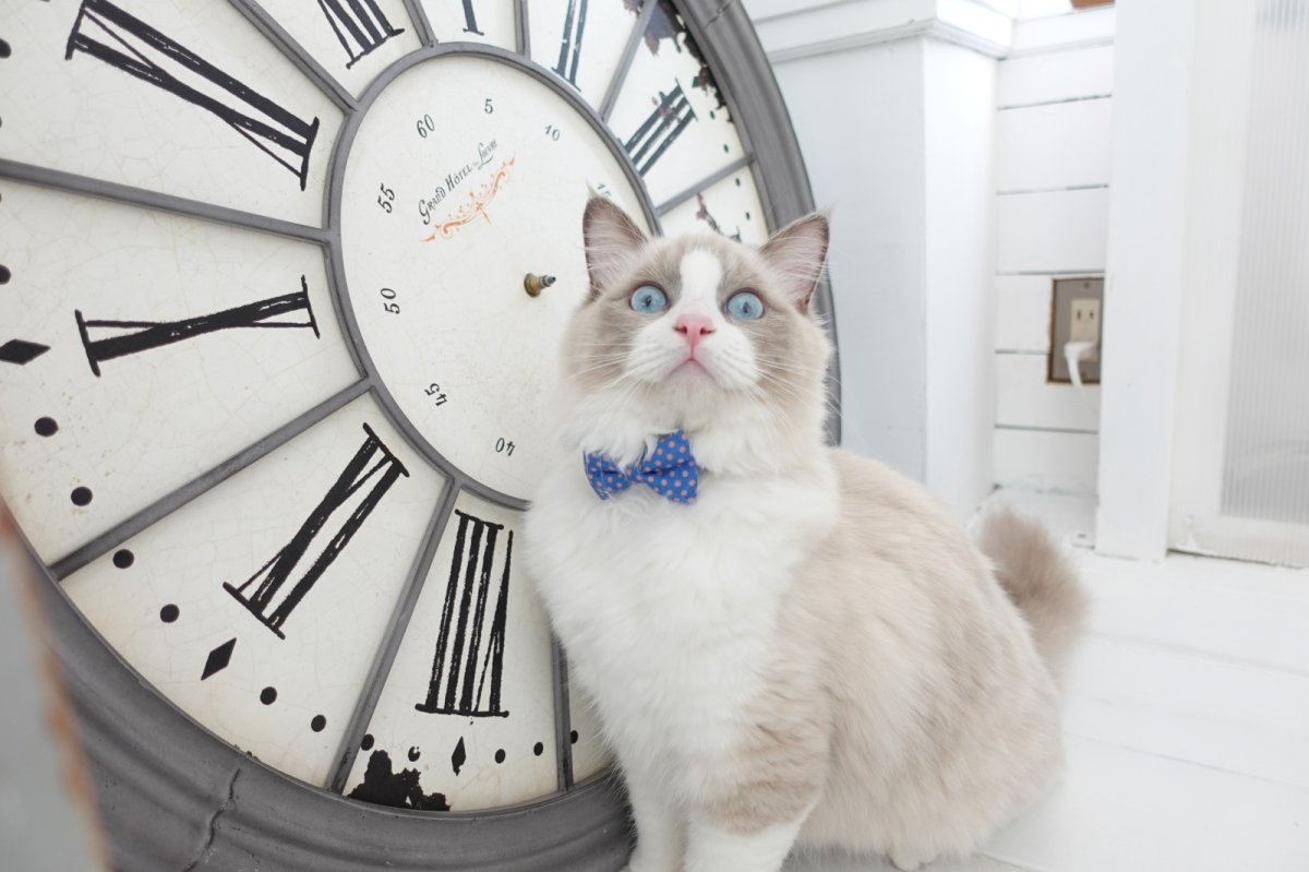 画像5: Nonbillieオリジナルボーダー柄・リボン首輪/ドット柄(オレンジ×ベージュ×水色) (5)