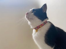 画像3: エアリーシュシュ・LIBERTYファブリック・シュシュ猫首輪・Betsy Sta（ベッツィスター）ホワイト/パール (3)