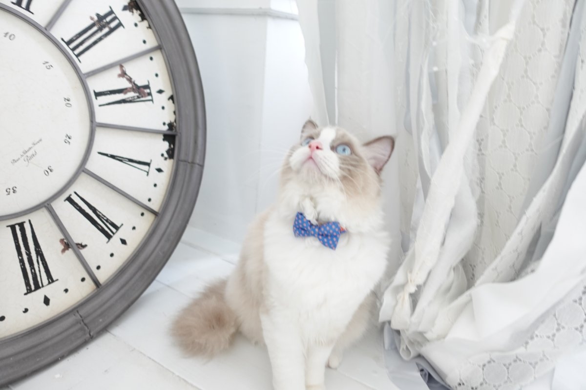 画像7: Nonbillieオリジナルボーダー柄・リボン首輪/ドット柄(オレンジ×ベージュ×水色) (7)