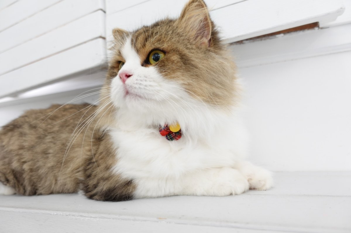 画像7: タータンチェック・フラワーモチーフの首輪・レッドチェック×3カラー展開 (7)