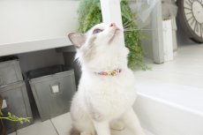 画像5: エアリー首輪・LIBERTY Fabrics・リバティ・ファブリックス猫首輪・Betsy star（ベッツィスター）ピンク＆レッド/パール (5)