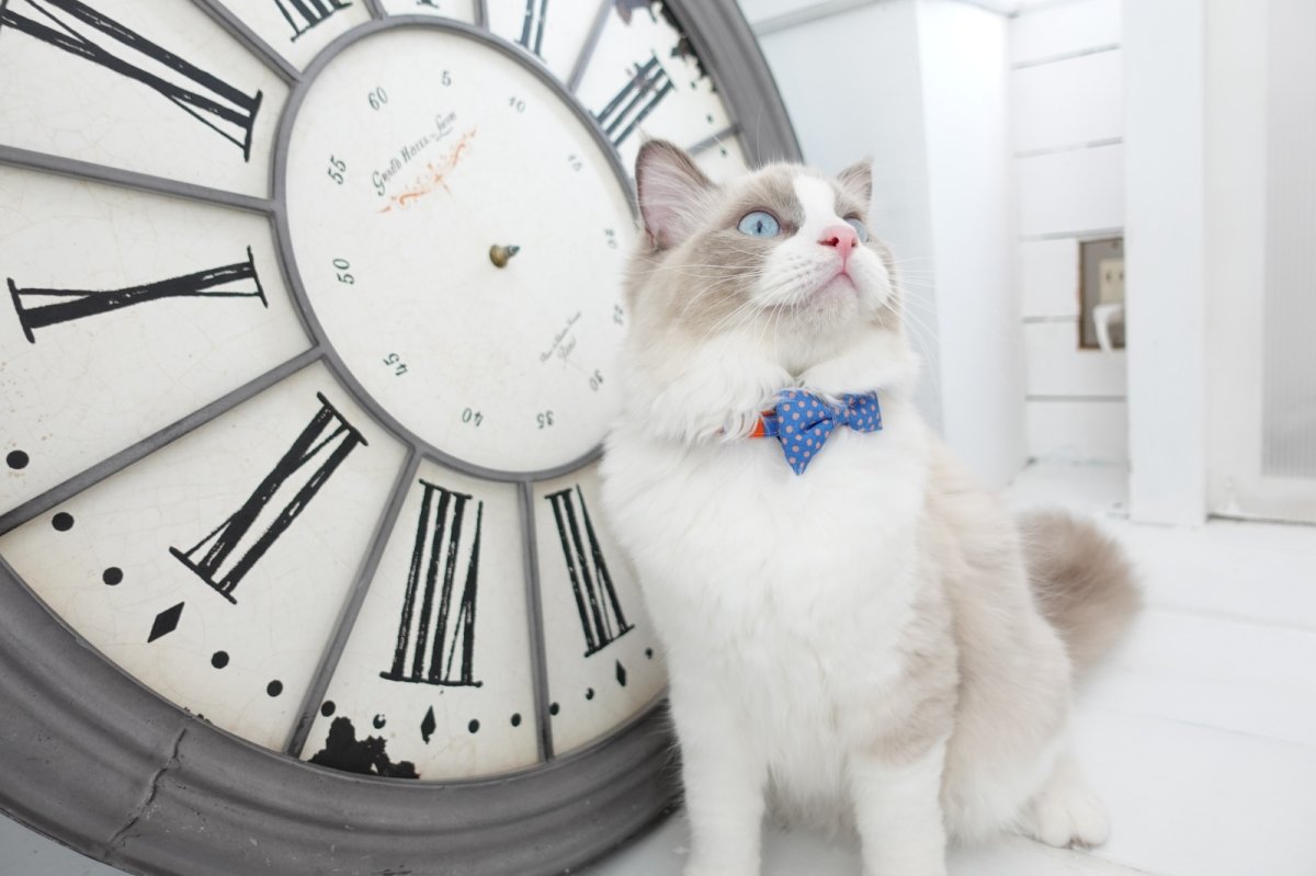 画像6: Nonbillieオリジナルボーダー柄・リボン首輪/ドット柄(オレンジ×ベージュ×水色) (6)