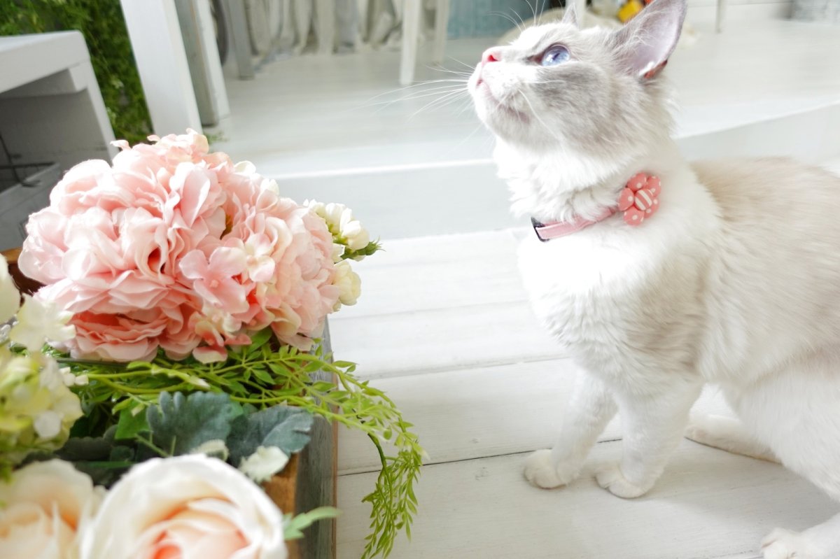 画像7: NEWドットボーダー・フラワーモチーフの首輪（ピンク） (7)