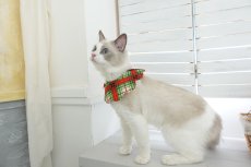 画像4: クリスマスチェック /猫のスタイ首輪/シングル衿【ロングタイプ】 (4)