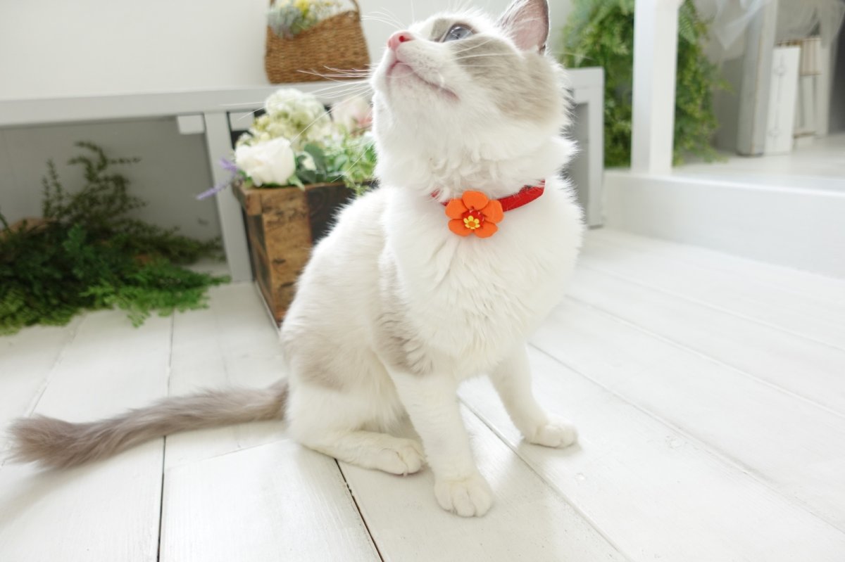 画像4: レトロフラワー・お花モチーフ首輪（オレンジ首輪×レッド花びら） (4)