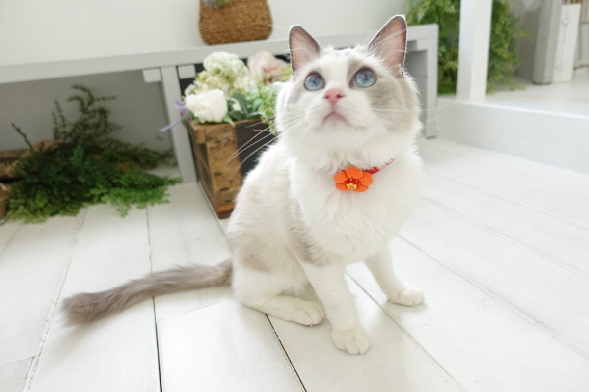 画像6: レトロフラワー・お花モチーフ首輪(赤首輪×オレンジ花びら) (6)