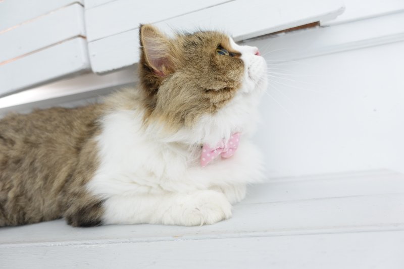 画像2: Nonbillieオリジナルボーダー柄・リボン首輪(ピンク×グリーン×クリームイエロー)