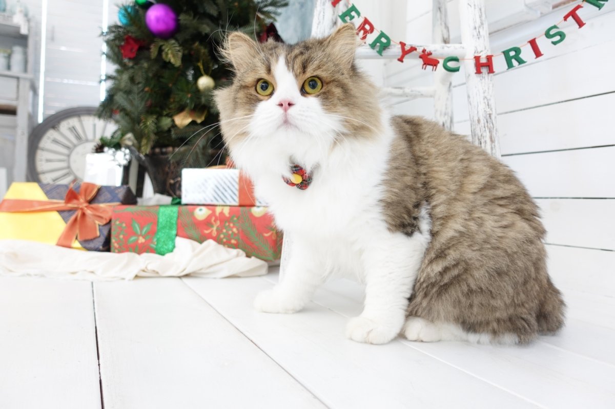 画像6: タータンチェック・フラワーモチーフの首輪・レッドチェック×3カラー展開 (6)