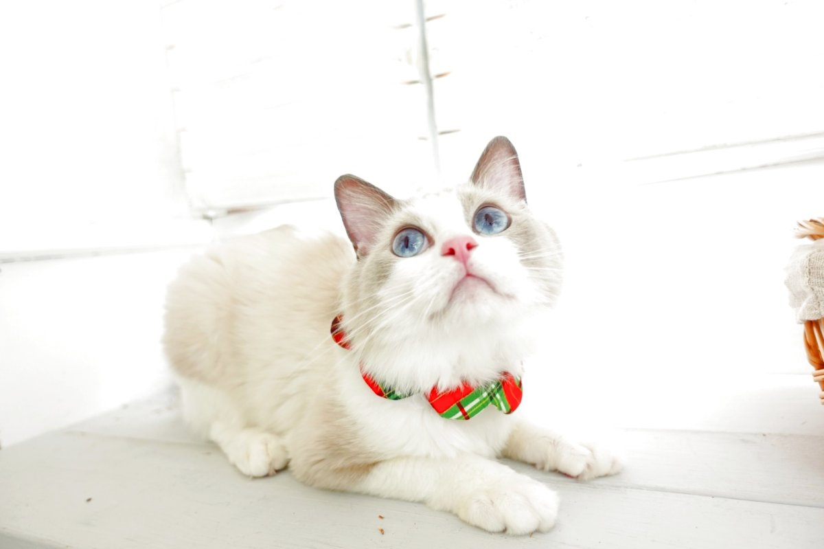 画像6: クリスマスチェック /猫のスタイ首輪/シングル衿【ショートタイプ】 (6)