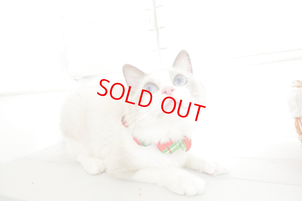 画像6: クリスマスチェック /猫のスタイ首輪/シングル衿【ショートタイプ】 (6)