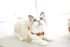 画像6: クリスマスチェック /猫のスタイ首輪/シングル衿【ショートタイプ】 (6)