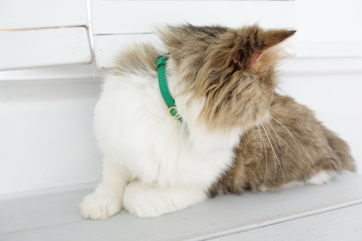 画像3: NEWドットボーダー・フラワーモチーフの首輪(グリーン) (3)