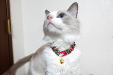 画像4: エアリーシュシュ・LIBERTYファブリック・シュシュ猫首輪・Betsy Sta（ベッツィスター）グリーン/パール (4)