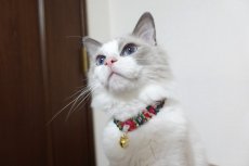 画像3: エアリーシュシュ・LIBERTYファブリック・シュシュ猫首輪・Betsy Sta（ベッツィスター）グリーン/パール (3)