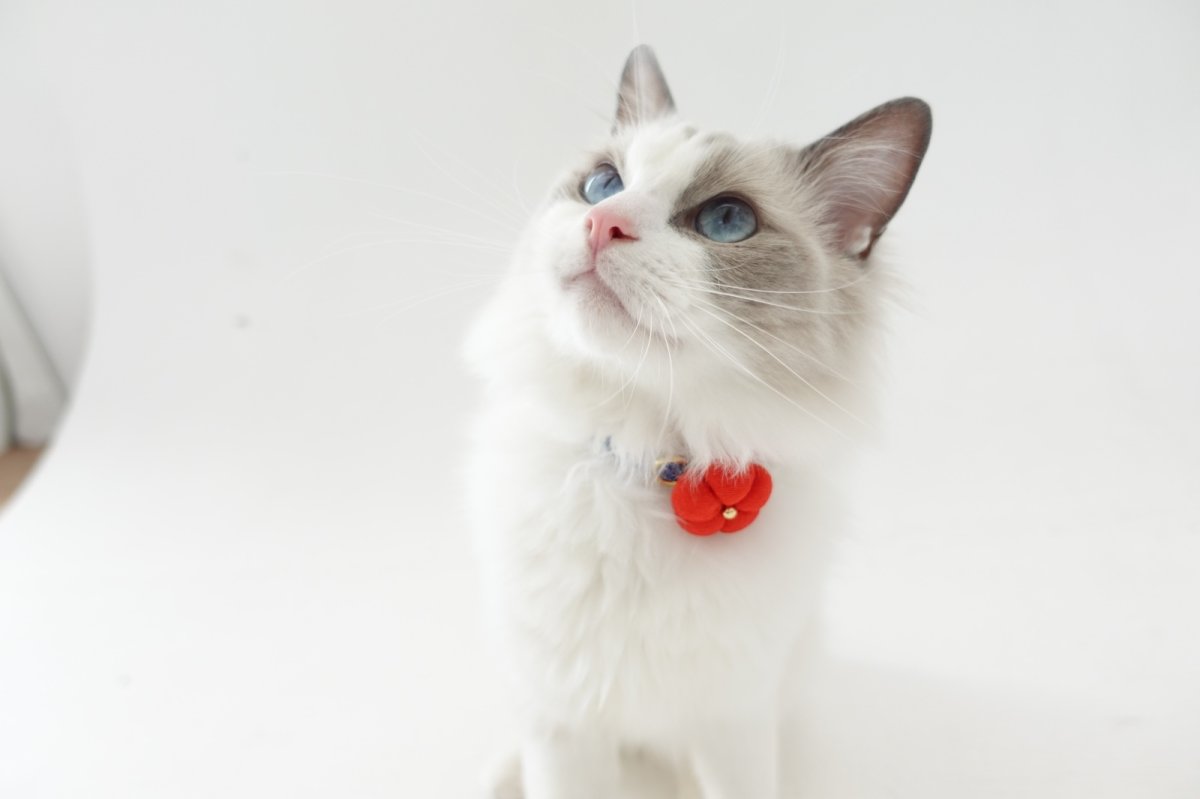 画像9: 梅モチーフの和柄首輪・青色首輪（梅2色展開） (9)