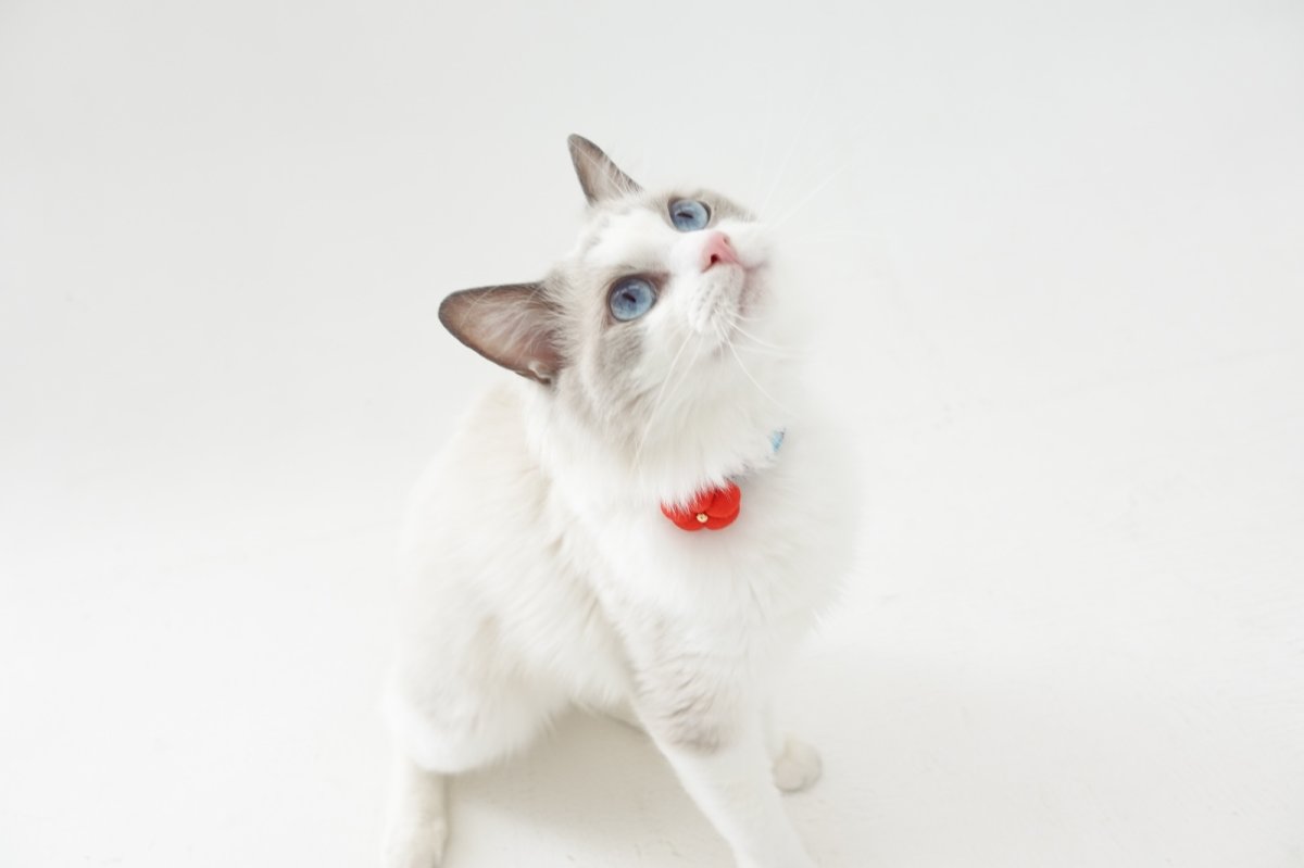 画像8: 梅モチーフの和柄首輪・青色首輪（梅2色展開） (8)