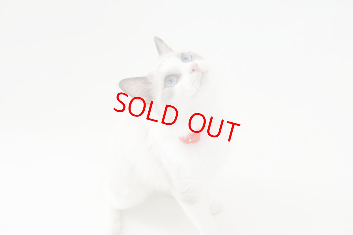 画像8: 梅モチーフの和柄首輪・ピンク色首輪（梅2色展開） (8)