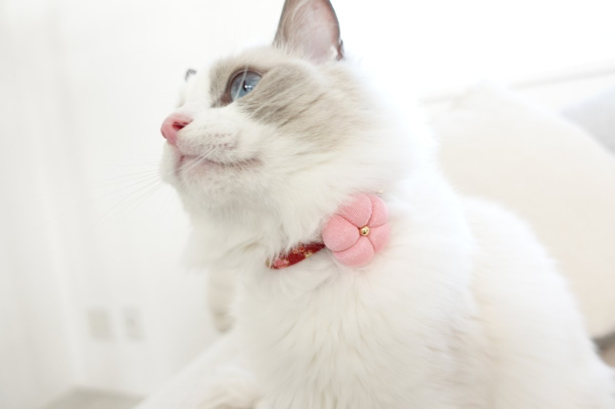 画像10: 梅モチーフの和柄首輪・赤色首輪（梅2色展開） (10)