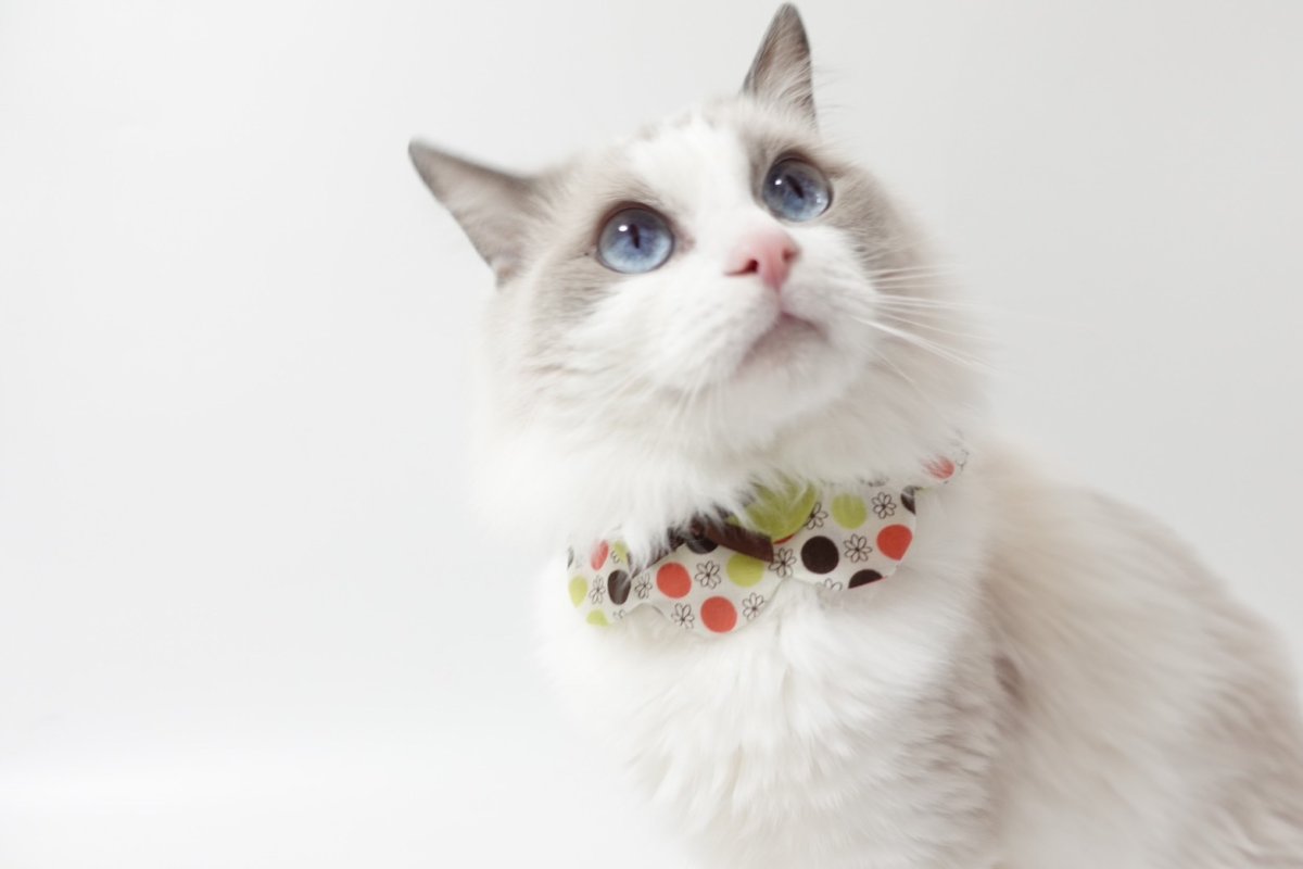 画像3: ボタニカル/猫のスタイ首輪/ダブル衿【ショートタイプ】 (3)