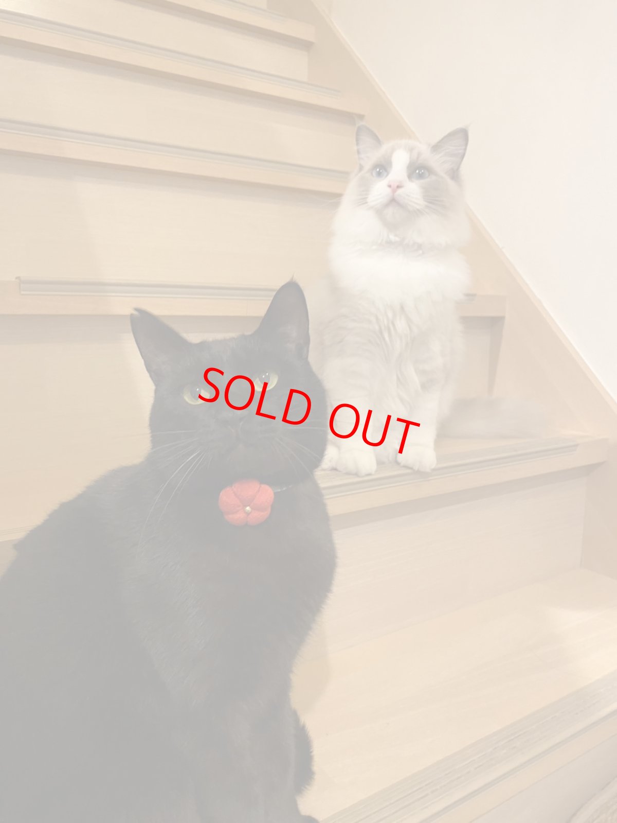 画像10: 梅モチーフの和柄首輪・ピンク色首輪（梅2色展開） (10)