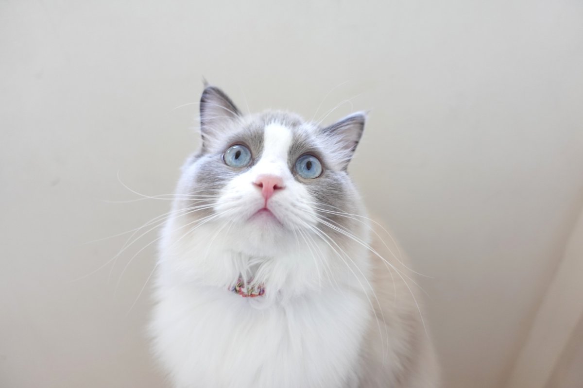 画像9: シュシュ猫首輪/ポプリン/小花柄(3色展開) (9)