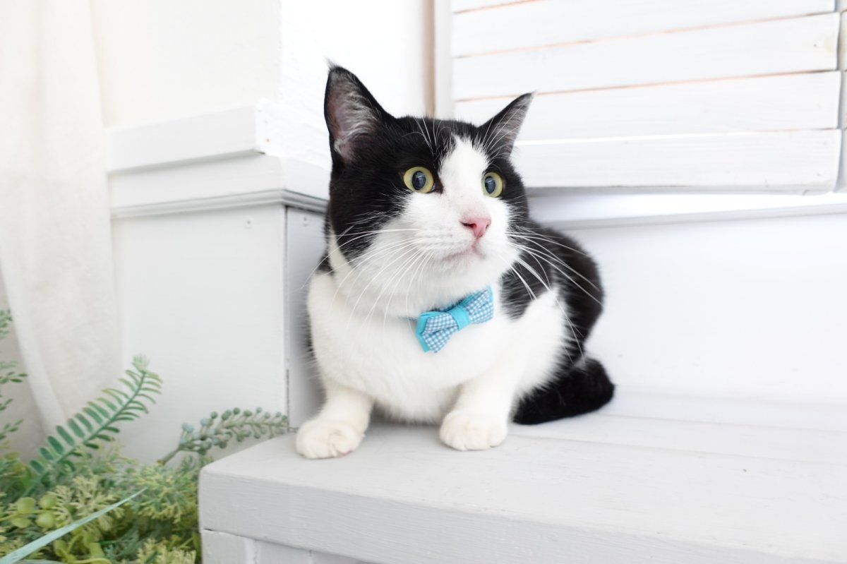 画像4: Basic gingham Check/ベーシックギンガムチェック/ダブルリボン首輪(ピンク) (4)