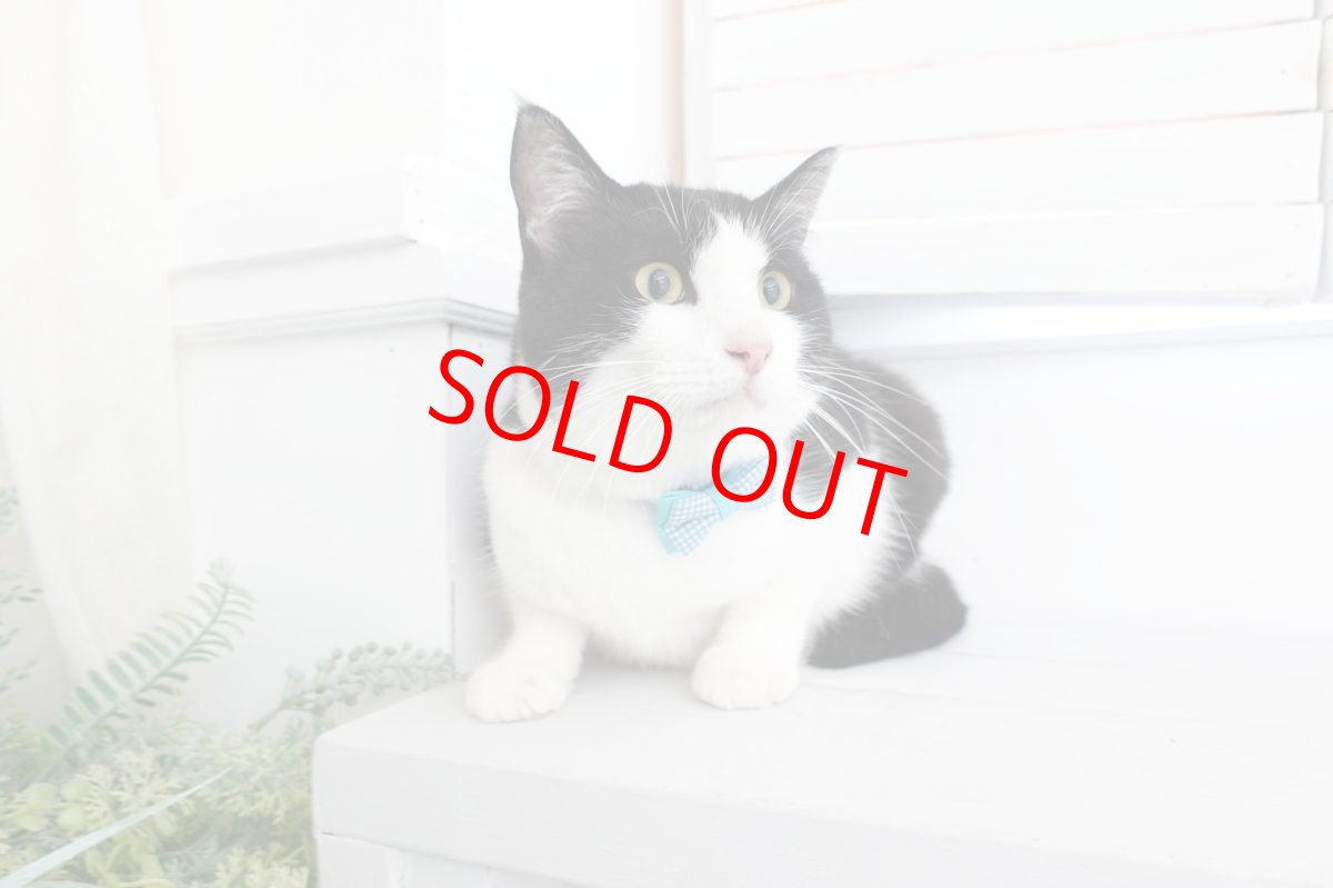 画像7: Ｂasic gingham Check/ベーシックギンガムチェック/ダブルリボン首輪（ブルー） (7)