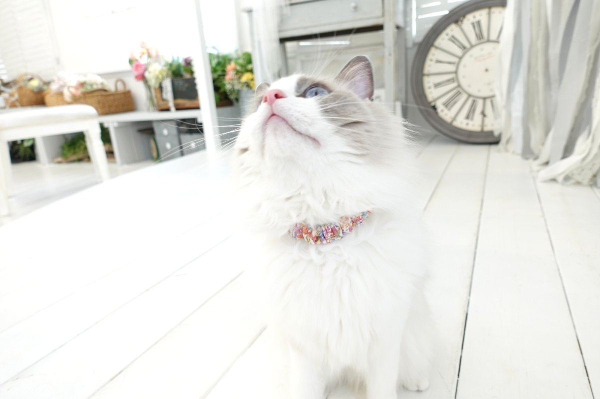 画像10: エアリーシュシュ・LIBERTYファブリック・シュシュ猫首輪・Emily(エミリー)グリーン×パープル (10)