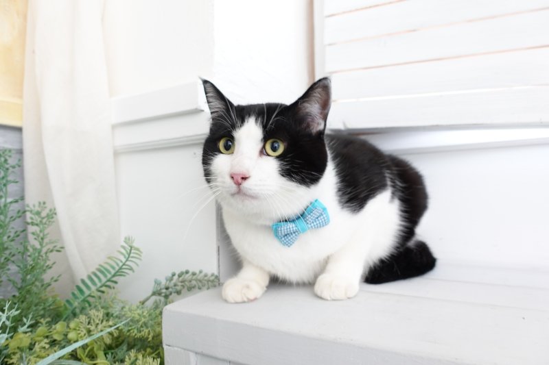 画像2: Basic gingham Check/ベーシックギンガムチェック/ダブルリボン首輪(ピンク)