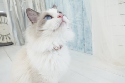 画像2: エアリーシュシュ・LIBERTYファブリック・シュシュ猫首輪・Archive patchwork （アーカイブパッチワーク）モスピンク