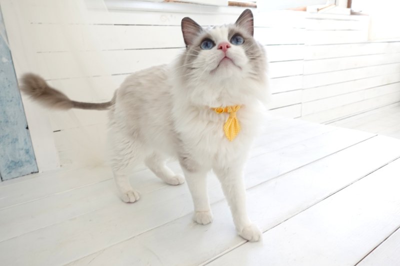 画像2: Basic gingham Check/ベーシックギンガムチェック/ダブルリボン首輪(レッド)