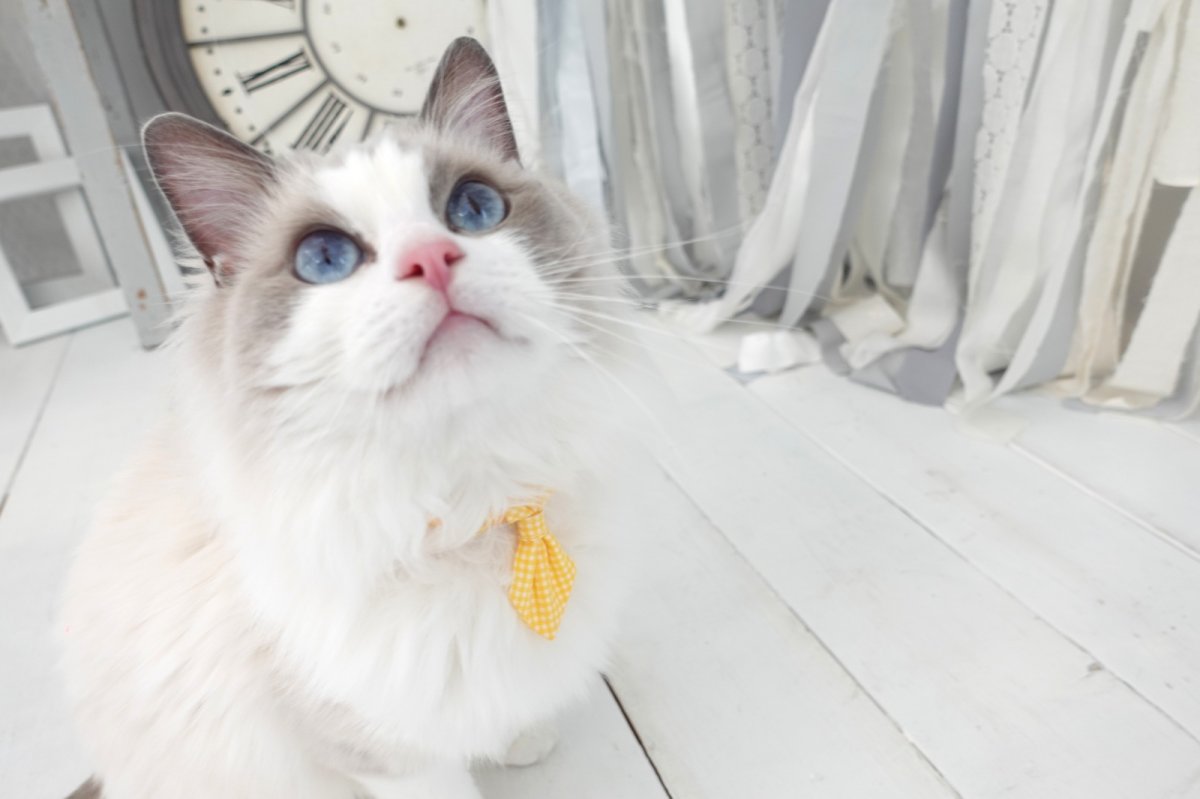 画像5: Basic gingham Check/ベーシックギンガムチェック/ネクタイ首輪(水色) (5)