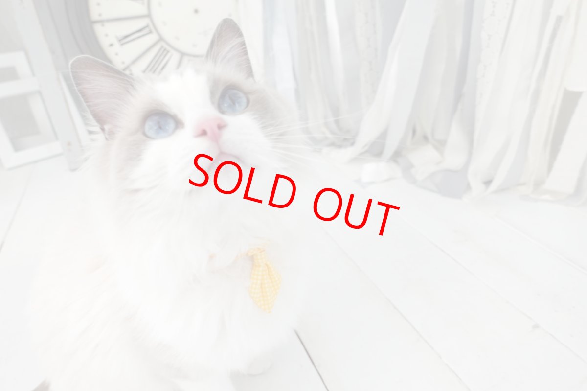 画像4: Ｂasic gingham Check/ベーシックギンガムチェック/ネクタイ首輪（ブルー） (4)