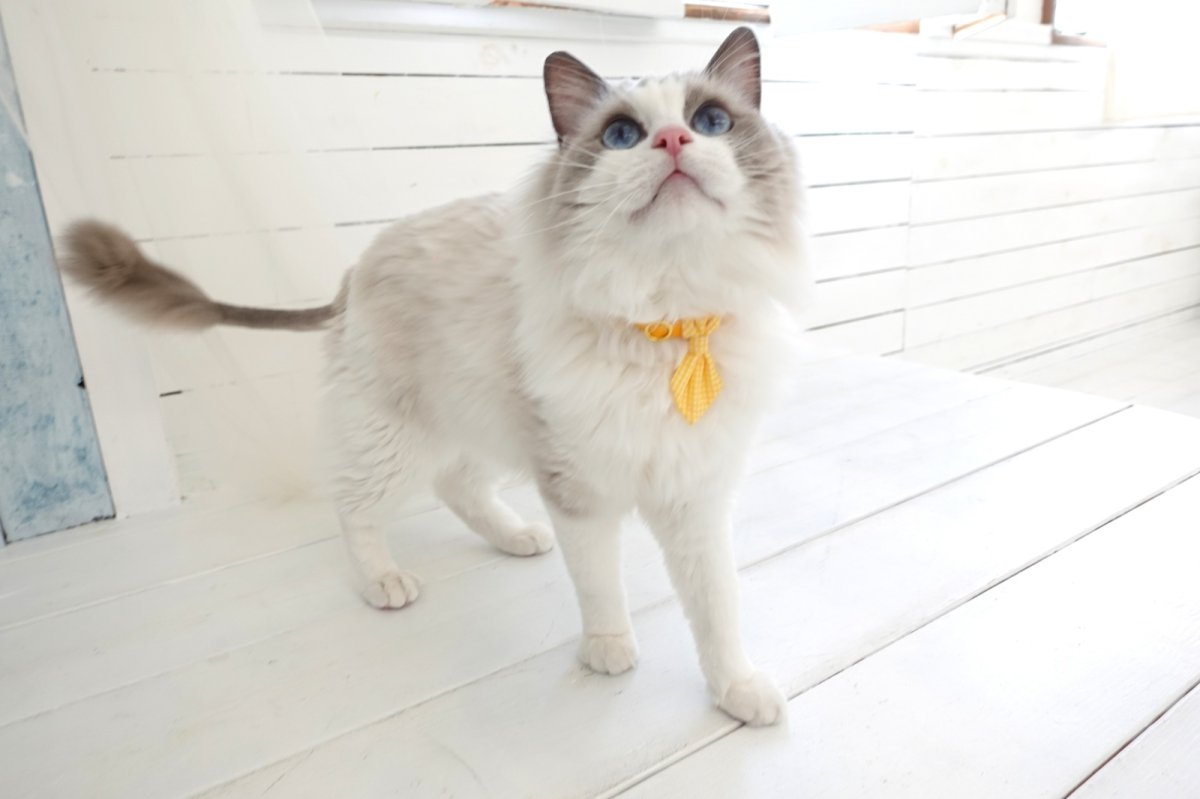 画像4: Basic gingham Check/ベーシックギンガムチェック/ネクタイ首輪(水色) (4)