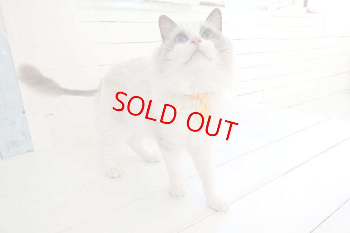 画像3: Ｂasic gingham Check/ベーシックギンガムチェック/ネクタイ首輪（ブルー） (3)