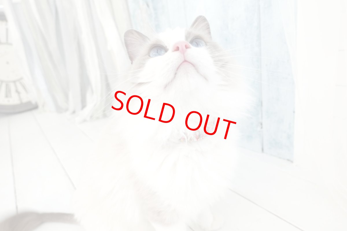 画像8: エアリーシュシュ・LIBERTYファブリック・シュシュ猫首輪・猫首輪（Xanthe Sunbeam ザンジー・サンビーム）イエロー (8)