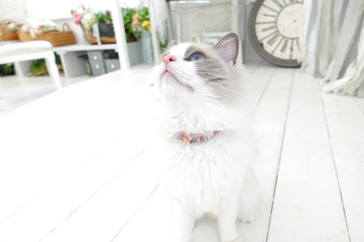 画像9: エアリーシュシュ・LIBERTYファブリック・シュシュ猫首輪・Emily(エミリー)グリーン×パープル (9)