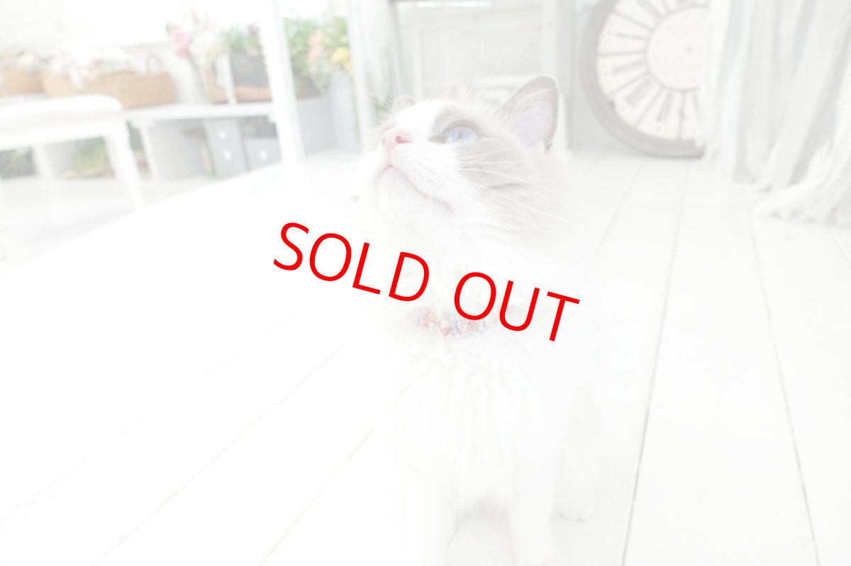 画像6: エアリーシュシュ・LIBERTYファブリック・シュシュ猫首輪・猫首輪（Xanthe Sunbeam ザンジー・サンビーム）イエロー (6)