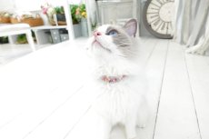 画像5: エアリーシュシュ・LIBERTYファブリック・シュシュ猫首輪・Archive patchwork （アーカイブパッチワーク）モスピンク (5)
